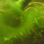 Fibrous & slime algae